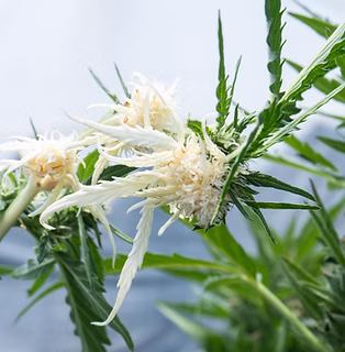 Albino Cannabis Plant.png