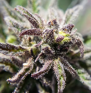 Trichomes.png