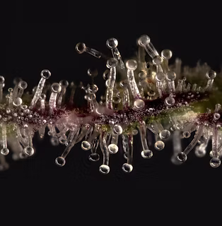 Trichome string AT_edited.jpg